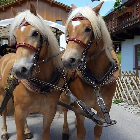 Minzlhof Guest house Ramsau am Dachstein